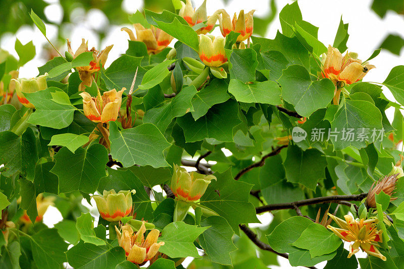 郁金香树/鹅掌楸郁金香花